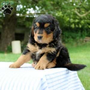 Nina, Mini Bernedoodle Puppy